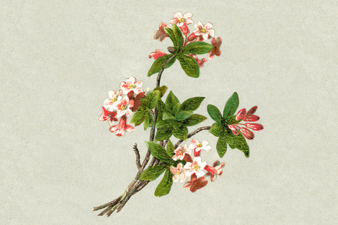 a vintage illustration of daphne mezereum to represent menopause hormones and the changes that occur during menopause