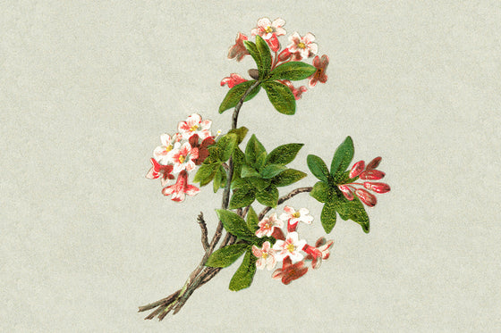 a vintage illustration of daphne mezereum to represent menopause hormones and the changes that occur during menopause